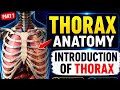 Thorax Anatomy Introduction of thorax and Boundaries in hindi lacture #shorts #anatomy #lacture