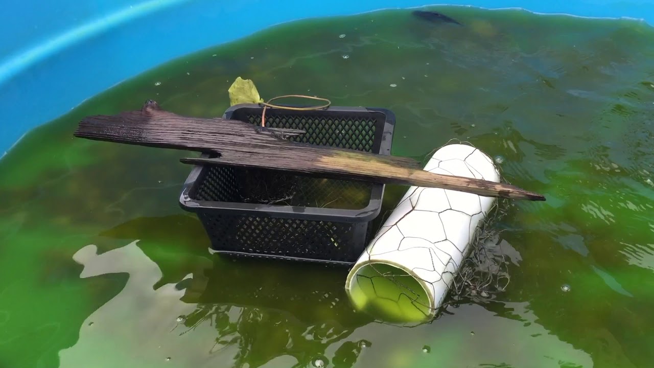 Koi & Aquarium Fish Vlog #7 - Koi Growth and Color Changes