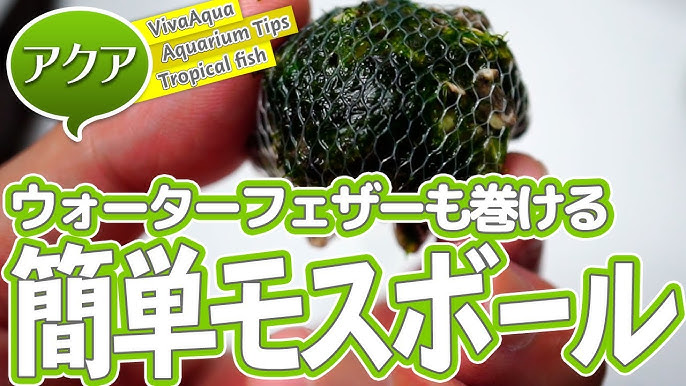 ダイソーの鉢底ネットはキケン リングろ材でモスシェルターを作製 Youtube