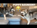 Huskies Reunion With His Husky Puppy!! [TRY NOT TO SMILE!!]