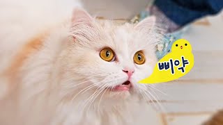 야옹~ 말고 삐약-🐣 작은새 같은 귀여운 울음소리(Eng)
