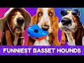 These Basset Hounds are Guaranteed to Make You Laugh! New #2