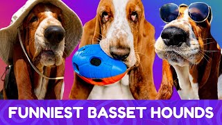 These Basset Hounds are Guaranteed to Make You Laugh! New #2