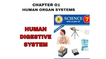 Human Digestive System Science Class 7th In Sindhi