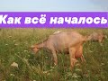 ИСТОРИЯ МОЕГО КОЗОВОДСТВА. От начала и по сей день.