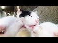 子猫と母猫に視聴者さんからいただいたロイヤルカナン マザー＆ベビーキャットと健康缶を初めて給餌してみたら。。。 野良猫 感動猫動画