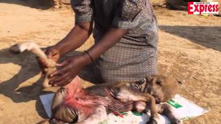 Calf born with ‘human’ head