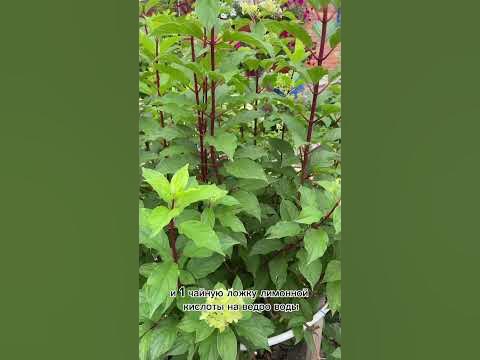 Подкормка метельчатой гортензии #агроном #дача #огород #сад #лето2023 # ...