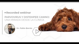 Parvovirus y Distemper canino: una mirada desde la clínica por el Dr. Pablo Borras