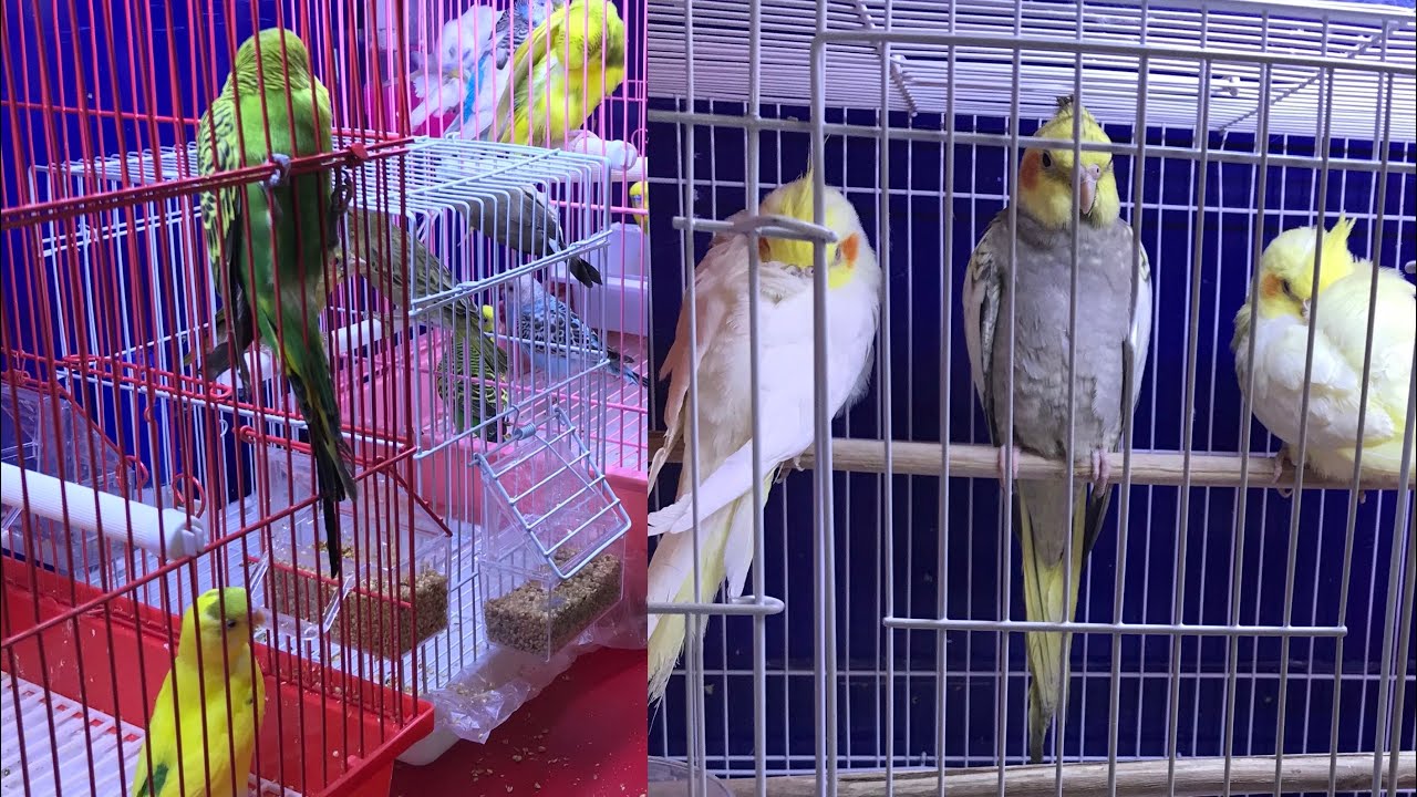 Songs of Love Birds YouTube