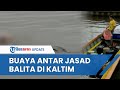 Seekor Buaya Menghantar Jasad Balita yang Tenggelam di Kaltim, Masih Utuh dan Tak Ada Bekas Cabikan