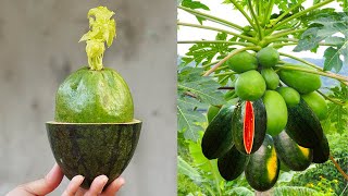 What A Surprise When Growing Watermelon And Papaya 2 In 1 | How To Grow Papaya At Home