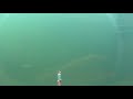 Подводная охота - окуневое место и выход карпа