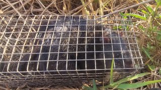Cuộc hành trình săn bắt loài chuột #đen hung dữ @Tai6868
