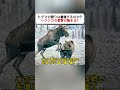 ヒグマの狩りは成功するのか？ ヘラジカの反撃が始まる！ #ヒグマ #ヘラジカ #野生動物 #大自然 #動物の世界