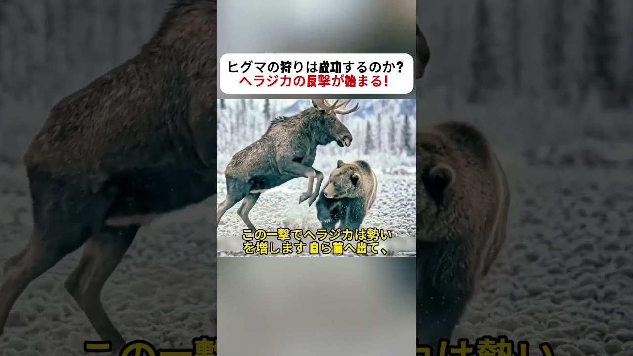 ヒグマの狩りは成功するのか？ ヘラジカの反撃が始まる！ #ヒグマ #ヘラジカ #野生動物 #大自然 #動物の世界