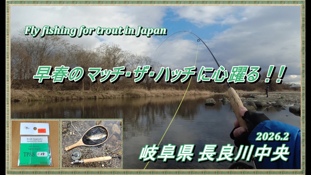 【 2026 渓流解禁 】 ライズリングに俄然ヤル気が湧いてくる！ 早春の マッチ・ザ・ハッチ が面白い～ (^^♪ 【 フライフィッシグ 渓流釣り ミッジング 長良川中央漁協 】