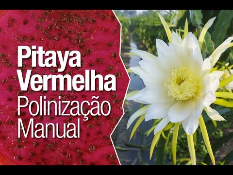 Como plantar Pitaya Vermelha - Polinização Manual - thptnganamst.edu.vn