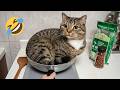 Funny Cats That Will Instantly Fix Your Mood 😂 Cute Kittens and Viral Cat Videos 2026!!