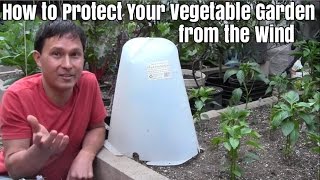 How to Protect Your Vegetable Garden from the Wind