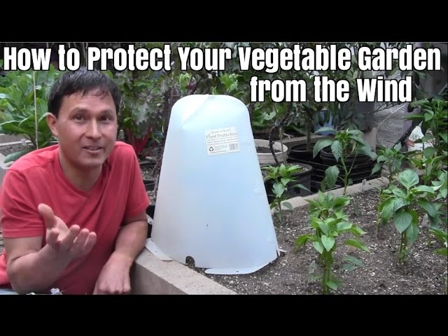 Wind Protection For Plants: 10 Tips To Keep Your Garden Safe, A Veg  Gardener's Diary