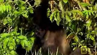 Ndoki Rain Forest National Geographic