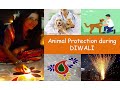 Animal protection during DIWALI💥💣 ✨✨