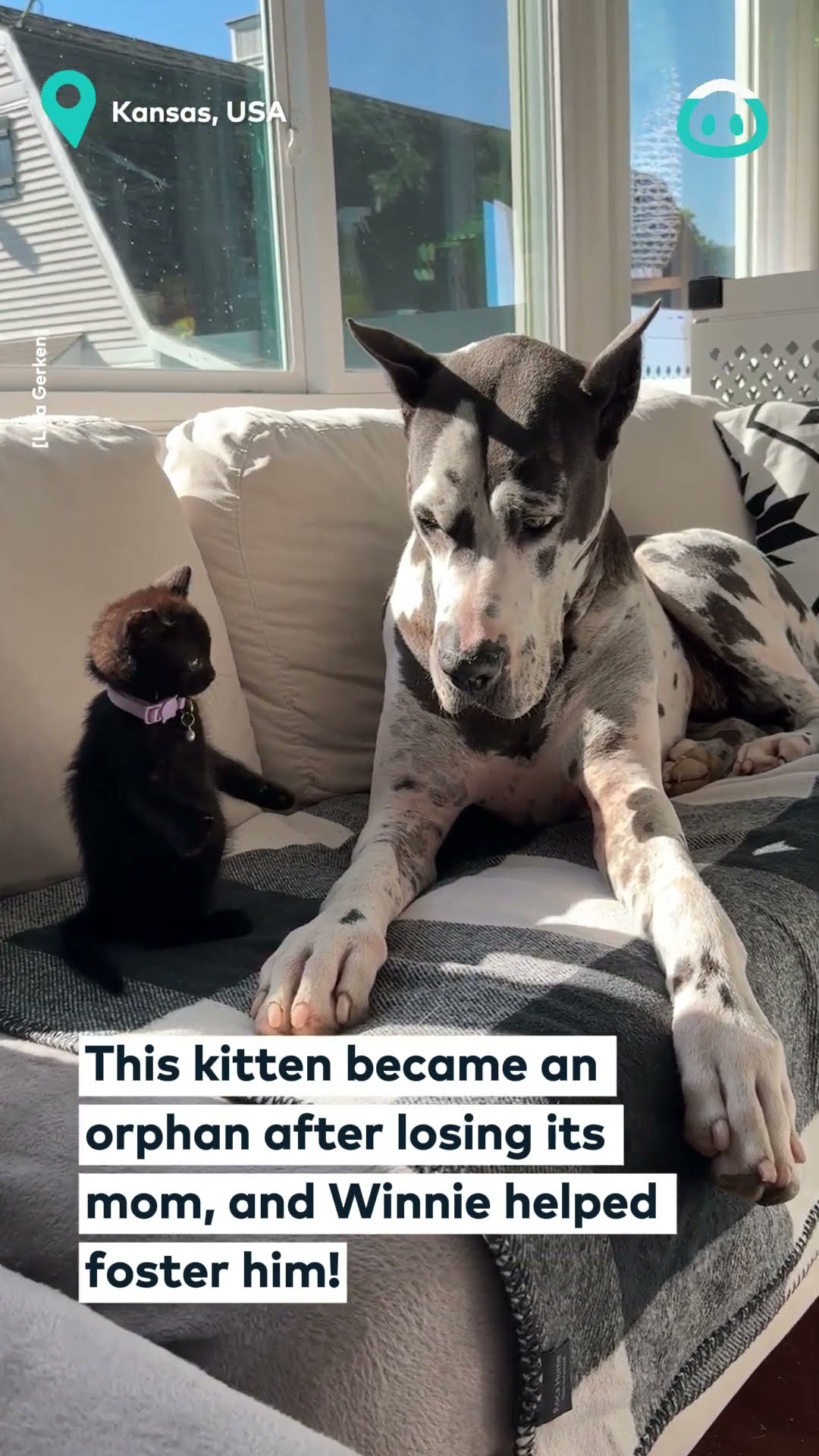 Great Dane Fosters Small Kitty || ViralHog