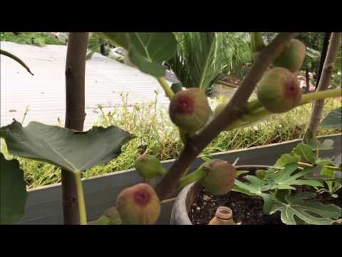 Video: Buah Yang Dapat Dimakan Dan Tata Cara Ficus