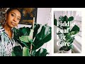 How to successfully care for a Fiddle Leaf Fig + New Plant Haul🌱🌿