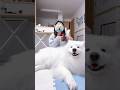 プレジデント踊ってみた #samoyed #サモエド #p丸様