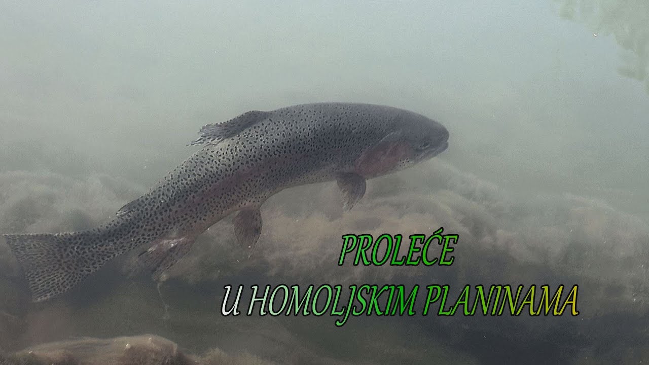 PROLEĆE NA HOMOLJSKIM PLANINAMA