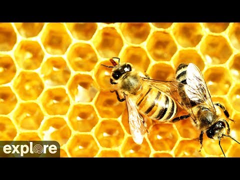 Honey Bees - Landing Zone powered by EXPLORE.org