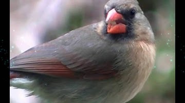 Birds-of-Paradise Project Introduction