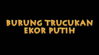 BURUNG LANGKA BURUNG UNIK TRUCUKAN EKOR PUTIH ASLI