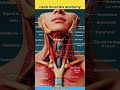 Neck muscles anatomy | muscle name for neck #youtubeshorts #anatomy #foryou #neck