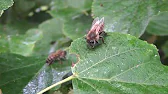 Белорусское Пчеловодство Belarusian Beekeeping