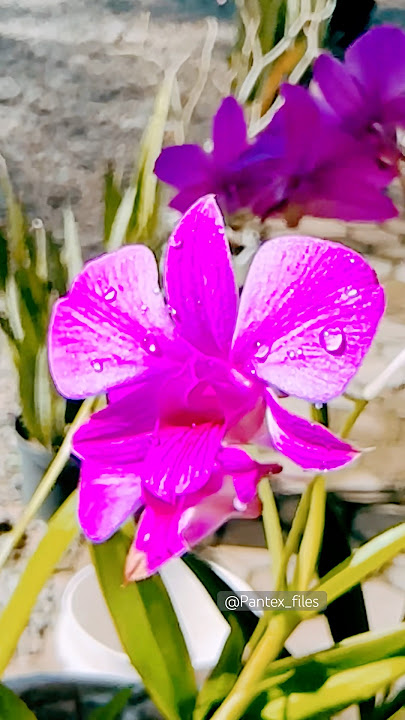 Anggrek @Pantex_files #shorts #orchidlovers #flowers #naturelovers #ytviral #yttrending #anggrek
