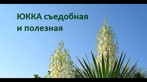 137. ЮККА красивая и съедобная. Свойства и польза.