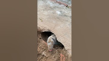 Rồng nam mỹ cào ổ #kpetstore #pet #iguana