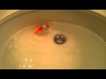 Fish friends swimming in sink