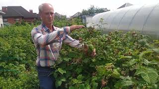 видео: Пшехиба - сорт, который Вас удивит картинка: Пшехиба - сорт, который Вас удивит