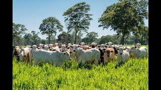 Fazenda Redentor - Bovinocultura Sustentável