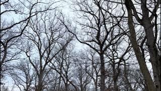 A huge flock of birds' calling sounds