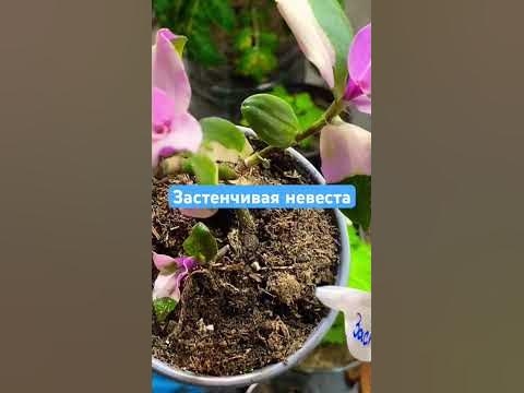 #традесканция застенчивая невеста . Размножаю - YouTube