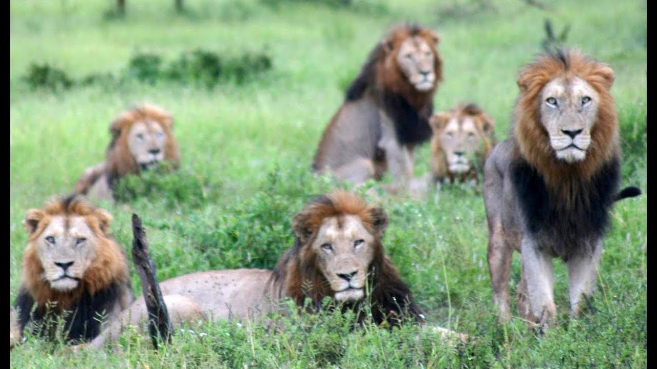 34+ 4 Male Lions In Kruger at Demax1