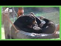 Rescued sun bears Murphy and Goldie wrestling