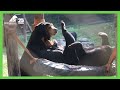 Rescued sun bears Murphy and Goldie wrestling