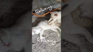 Kitty massage | Relaxing massage