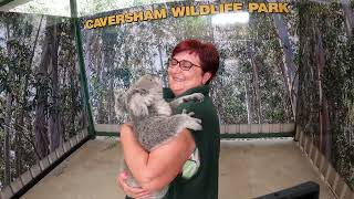My Mother gets the amazing opportunity to cuddle a koala at Caversham Wildlife Park March 2024